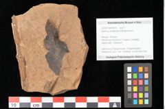 Foto (Objekt + Etikett) von Quercus palaeoilex Ettingshausen (NHMW-GEO-2024-0188-0919)